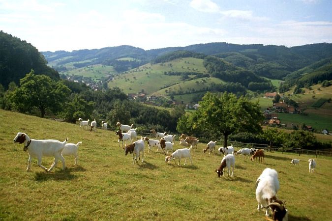 Bild Steinach (Ortenaukreis)